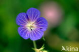 Beemdooievaarsbek (Geranium pratense)