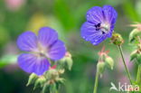 Beemdooievaarsbek (Geranium pratense)