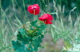 Klaproos (Papaver spec.)