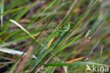 Grote groene sabelsprinkhaan (Tettigonia viridissima)