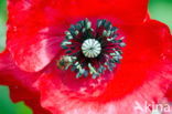 Poppy (Papaver spec.)