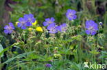 Beemdooievaarsbek (Geranium pratense)