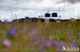 Meadow Crane s-bill (Geranium pratense)