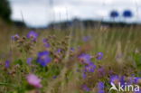 Meadow Crane s-bill (Geranium pratense)