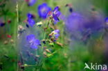 Meadow Crane s-bill (Geranium pratense)