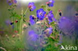 Beemdooievaarsbek (Geranium pratense)