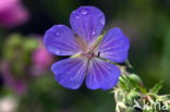 Beemdooievaarsbek (Geranium pratense)