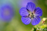 Beemdooievaarsbek (Geranium pratense)