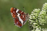 Map Butterfly (Araschnia levana)