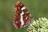 Map Butterfly (Araschnia levana)