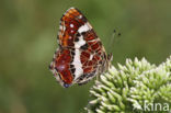 Landkaartje (Araschnia levana)