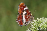 Map Butterfly (Araschnia levana)