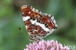 Map Butterfly (Araschnia levana)