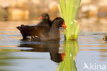 Waterhoen (Gallinula chloropus)