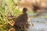 Waterhoen (Gallinula chloropus)