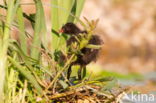 Common Moorhen (Gallinula chloropus)