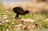 Waterhoen (Gallinula chloropus garmani)