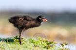 Common Moorhen (Gallinula chloropus)