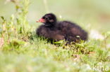 Common Moorhen (Gallinula chloropus)