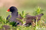 Waterhoen (Gallinula chloropus)