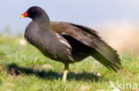 Common Moorhen (Gallinula chloropus)