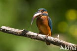 IJsvogel (Alcedo atthis)