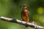 IJsvogel (Alcedo atthis)