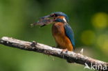 IJsvogel (Alcedo atthis)