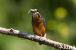 IJsvogel (Alcedo atthis)