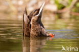 Mallard