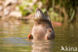 Wilde Eend (Anas platyrhynchos)