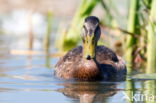 Mallard