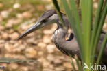 Blauwe Reiger (Ardea cinerea)