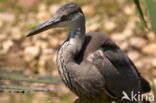 Grey Heron (Ardea cinerea)