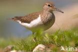 Oeverloper (Actitis hypoleucos)