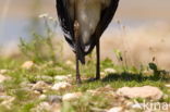 Grey Heron (Ardea cinerea)