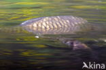 Common carp (Cyprinus carpio carpio)