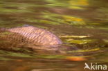 Common carp (Cyprinus carpio carpio)