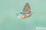 Common Blue (Polyommatus icarus)