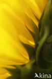 Zonnebloem (Helianthus annuus)