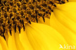 Zonnebloem (Helianthus annuus)