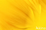 Common Annual Sunflower (Helianthus annuus)