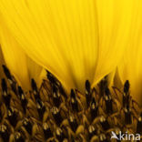 Zonnebloem (Helianthus annuus)