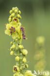 Dark Mullein (Verbascum nigrum)