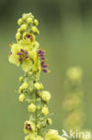 Zwarte toorts (Verbascum nigrum)