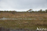 Internationaal Natuurpark Bourtanger Moor-Bargerveen