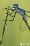 Gewone pantserjuffer (Lestes sponsa)