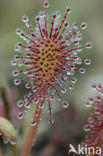 Oblong-leaved Sundew (Drosera intermedia)