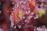 Oblong-leaved Sundew (Drosera intermedia)