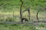 Pine Marten (Martes martes)